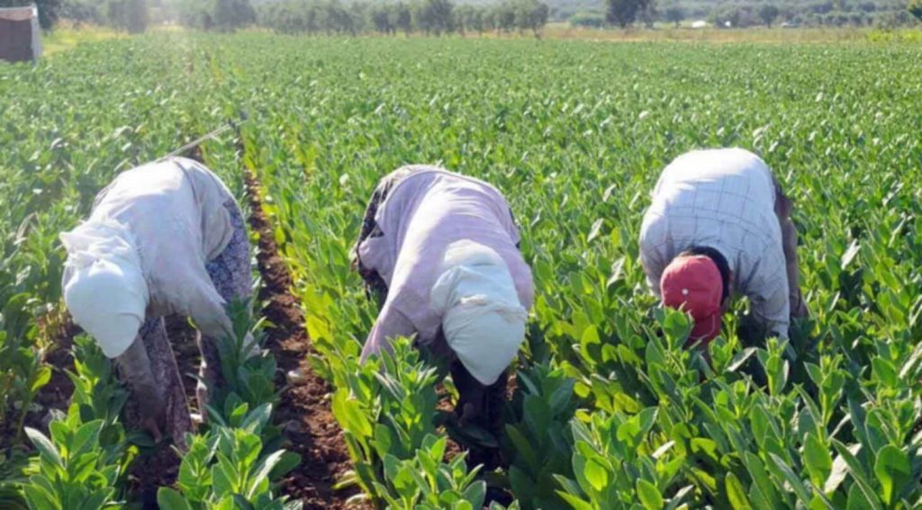 Табачный фермер опрыскивает посевы в Греции